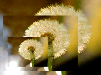 Dandelion pictures superimposed and reduced